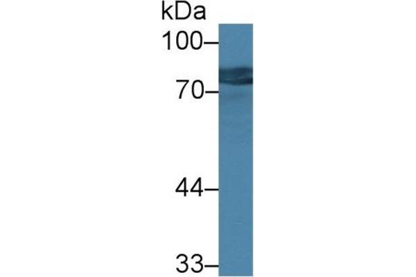 GALC anticorps  (AA 375-535)