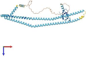 RNF26 Protein (AA 1-433) (His tag)