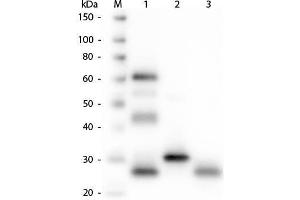 Western Blot of Anti-Chicken IgG (H&L) (GOAT) Antibody . (Ziege anti-Huhn IgG (Heavy & Light Chain) Antikörper (FITC) - Preadsorbed)
