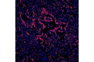IF analysis of DDX5 using anti-DDX5 antibody (ABIN7602561). (DDX5 Antikörper  (AA 85-328))
