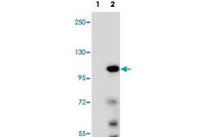 Western blot analysis of TCEB3 (arrow) using TCEB3 polyclonal antibody . (TCEB3 Antikörper  (N-Term))