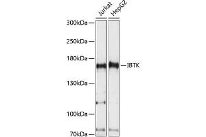 Western blot analysis of extracts of various cell lines, using IBTK antibody (ABIN7267871) at 1:1000 dilution. (IBTK Antikörper  (AA 900-1200))