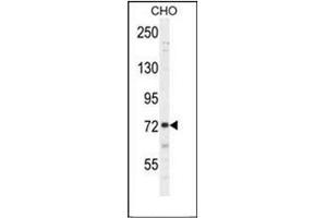 Western blot analysis of SORBS1 / Ponsinin Antibody  in CHO cell line lysates (35ug/lane). (SORBS1 Antikörper  (Middle Region))