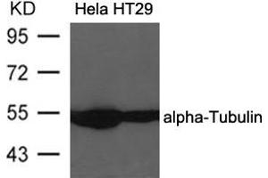 Western blot analysis of extracts from Hela and HT29 cells using alpha-Tubulin Antibody . (TUBA1B Antikörper  (AA 437-441))