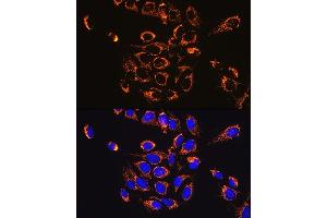 Immunofluorescence analysis of U-2 OS cells using HSP60/HSPD1 Rabbit mAb (ABIN1680746, ABIN3015220, ABIN3015221 and ABIN7101321) at dilution of 1:100 (40x lens). (HSPD1 Antikörper)