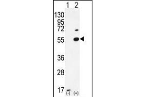 Western blot analysis of PRMT2 (arrow) using rabbit polyclonal PRMT2 Antibody (A37) (ABIN387836 and ABIN2843929). (PRMT2 Antikörper  (N-Term))