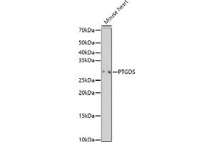Western blot analysis of extracts of Mouse heart, using PTGDS antibody (ABIN6128311, ABIN6146397, ABIN6146398 and ABIN6219023) at 1:500 dilution. (PTGDS Antikörper  (AA 23-190))