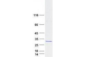 Validation with Western Blot (ATP5O Protein (Myc-DYKDDDDK Tag))