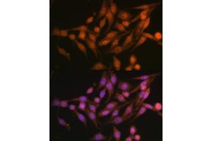 Immunofluorescence analysis of HeLa cells using PSMD13 Polyclonal Antibody (ABIN6132189, ABIN6146337, ABIN6146339 and ABIN6222707) at dilution of 1:100 (40x lens). (PSMD13 Antikörper  (AA 1-250))