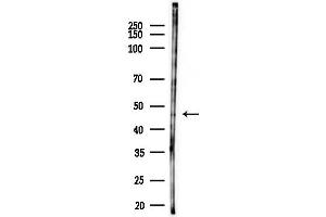 Western blot analysis of lysates from PC12 cells(starvation 24h treatment), using SLC9R2 Antibody at 1/1000 dilution.