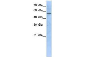 HMGCS1 antibody used at 1 ug/ml to detect target protein. (HMGCS1 Antikörper)