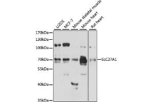 Western blot analysis of extracts of various cell lines, using SLC27 antibody (2847) at 1:3000 dilution. (SLC27A1 Antikörper  (AA 347-646))