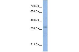 WB Suggested Anti-POU4F2 Antibody Titration:  0. (POU4F2 Antikörper  (N-Term))