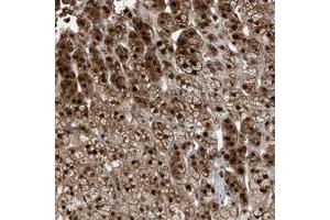 Immunohistochemical staining of human adrenal gland with MAK10 polyclonal antibody  shows distinct nuclear and cytoplasmic positivity in cortical cells. (MAK10/NAA35 Antikörper)
