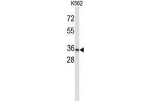 Western blot analysis of UPK1A Antibody (C-term) in K562 cell line lysates (35 µg/lane).