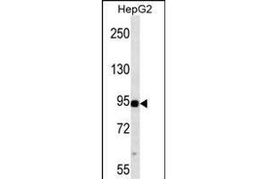 P3K11 ABIN659128 western blot analysis in HepG2 cell line lysates (35 μg/lane). (MAP3K11 Antikörper)