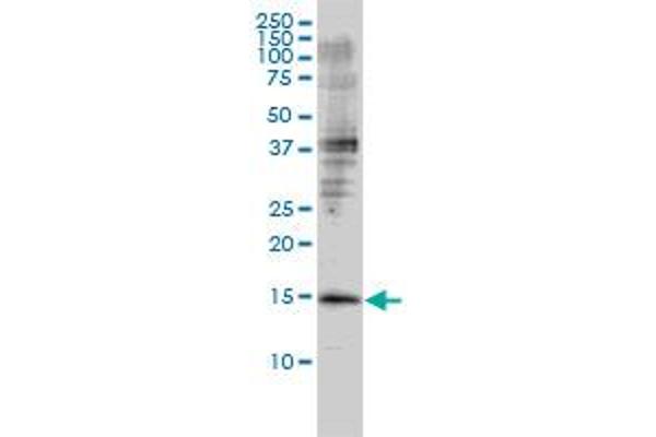 GMFB Antikörper  (AA 1-154)