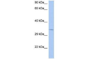 NAPB antibody (70R-10558) used at 0. (NAPB Antikörper  (N-Term))
