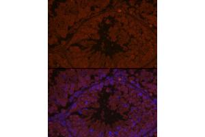 Immunofluorescence analysis of mouse testis using  Rabbit pAb (ABIN1678616, ABIN3017747, ABIN3017748 and ABIN6220230) at dilution of 1:50 (40x lens). (AIM2 Antikörper  (AA 1-260))