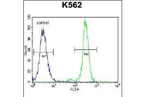 Flow cytometric analysis of K562 cells (right histogram) compared to a negative control cell (left histogram). (CPA3 Antikörper  (AA 255-284))