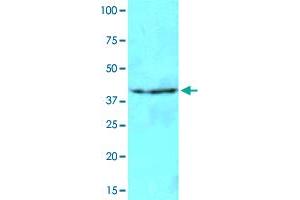 Cell lysates of NIH/3T3 (40 ug) were resolved by SDS-PAGE, transferred to NC membrane and probed with NAT6 monoclonal antibody, clone AT2F4  (1 : 500). (NAT6 Antikörper  (AA 1-308))