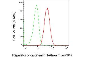 Flow cytometric analysis of Regulator of calcineurin 1 expression in C2C12 cells using Regulator of calcineurin 1 antibody (ABIN7800162), 1:2,000). (Rekombinanter RCAN1 Antikörper)