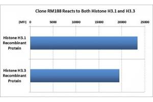 This recombinant Histone H3 antibody reacts to both Histone H3. (Rekombinanter Histone 3 Antikörper  (C-Term, pan))