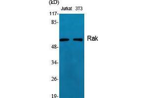 Western Blotting (WB) image for anti-Fyn-Related Kinase (FRK) (Internal Region) antibody (ABIN3186683) (FRK Antikörper  (Internal Region))