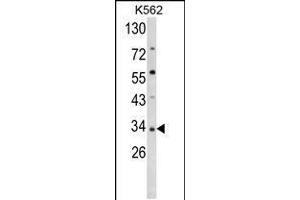 Western blot analysis of SFRP5 Antibody in K562 cell line lysates (35ug/lane) (SFRP5 Antikörper  (AA 219-248))