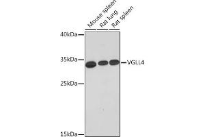 Western blot analysis of extracts of various cell lines, using VGLL4 Rabbit pAb (ABIN7271319) at 1:1000 dilution. (VGLL4 Antikörper  (AA 96-296))
