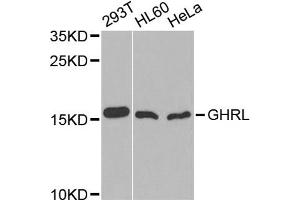 Western blot analysis of extracts of various cell lines, using GHRL antibody (ABIN1872813) at 1:1000 dilution. (Ghrelin Antikörper)