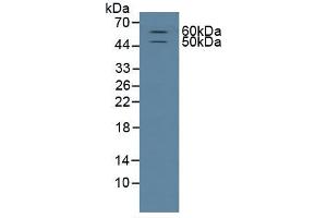 Figure. (CD15 Antikörper  (AA 264-497))