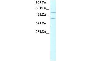 USP3 antibody used at 1. (USP3 Antikörper  (N-Term))