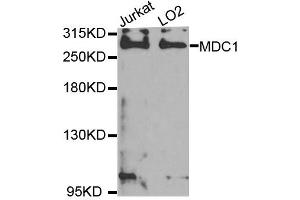 Western blot analysis of extracts of Jurkat and LO2 cell lines, using MDC1 antibody. (MDC1 Antikörper)