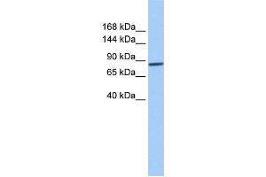 Western Blotting (WB) image for anti-Adaptor-Related Protein Complex 2, beta 1 Subunit (AP2B1) (Middle Region) antibody (ABIN2785454)