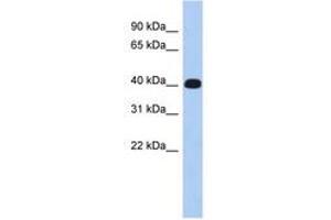 ERMN anticorps  (AA 215-264)