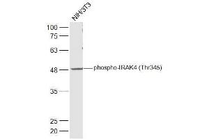 NIH/3T3 lysates probed with IRAK4 (Thr345) Polyclonal Antibody, Unconjugated  at 1:500 dilution and 4˚C overnight incubation. (IRAK4 Antikörper  (pThr345))