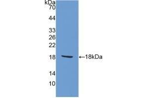 Detection of Recombinant AIF1, Rat using Polyclonal Antibody to Ionized Calcium-binding Adapter Molecule 1 (IBA1) (Iba1 Antikörper  (AA 1-147))
