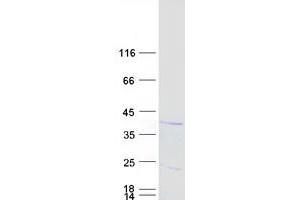 Validation with Western Blot (C18orf56 Protein (Myc-DYKDDDDK Tag))