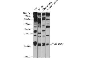 Western blot analysis of extracts of various cell lines, using TNFRSF13C antibody  at 1:3000 dilution. (TNFRSF13C Antikörper  (AA 1-80))