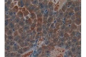 Immunohistochemistry (IHC) image for anti-Natriuretic Peptides B (NPPB) (AA 27-121) antibody (ABIN7445456)