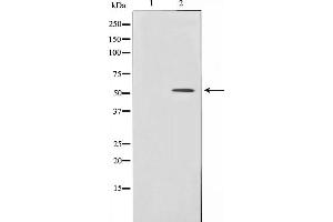 Western blot analysis of BMP3 expression in HeLa cells,The lane on the left is treated with the antigen-specific peptide. (BMP3 Antikörper  (Internal Region))