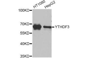 Western blot analysis of extracts of various cell lines, using YTHDF3 Antibody (ABIN5974579) at 1/1000 dilution. (YTHDF3 Antikörper)