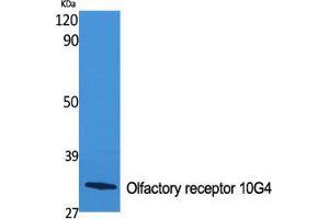 Western Blot (WB) analysis of specific cells using Olfactory receptor 10G4 Polyclonal Antibody. (OR10G4 Antikörper  (C-Term))