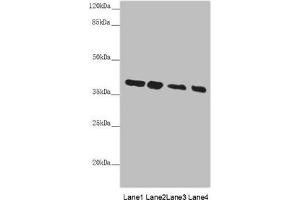 Western blot All lanes: PPP1R8 antibody at 4. (PPP1R8 Antikörper  (AA 1-209))