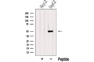 Western blot analysis of extracts from HepG2 cells, using SLC9A3R1 Antibody.