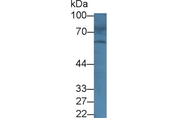 ABCG4 antibody  (AA 59-301)