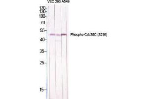Western Blot (WB) analysis of specific cells using Phospho-Cdc25C (S216) Polyclonal Antibody.