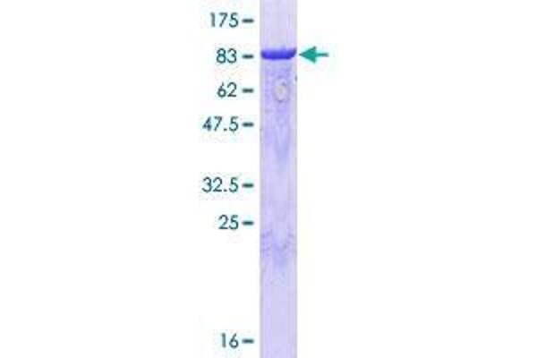 GORASP1 Protein (AA 1-440) (GST tag)