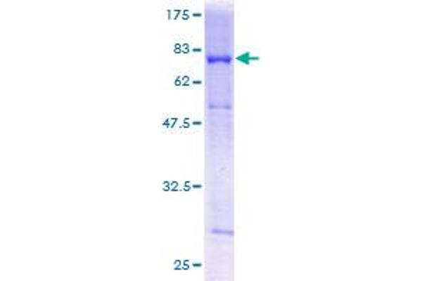 Retinoblastoma Binding Protein 4 Protein (RBBP4) (AA 1-425) (GST tag)